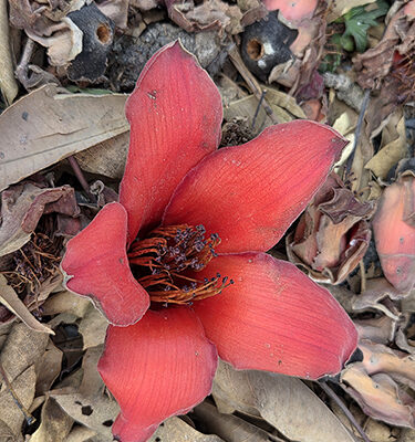 地獄の花?!　ドーク・ニウ