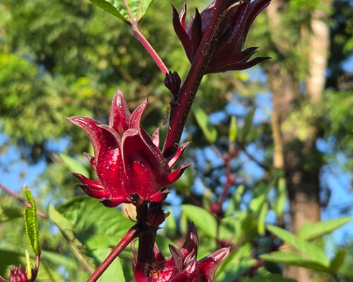 ローゼルの季節