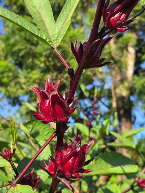 ローゼルの季節